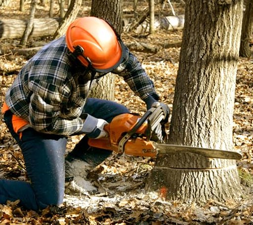 Tree Removal in Panama, NE